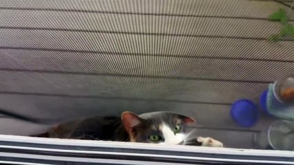 Stuck Frozen Cat in the middle of the outside door