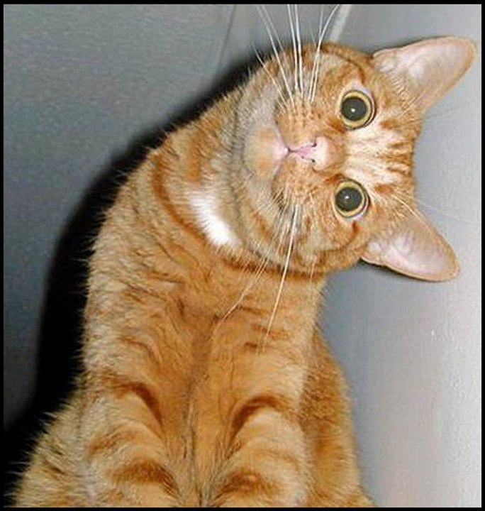 funny crazy cats ))