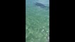 Un requin blanc attaque un Jetski en Australie..