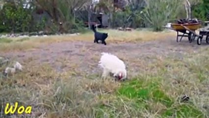 Big Battle Cat vs Rooster fighting for food
