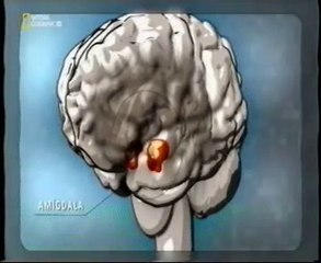 Cerebro: Amigdala y sonidos desagradables