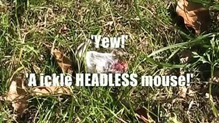 Witchless - Death on a sunny day part 1- The headless mouse receives visitors.mpg