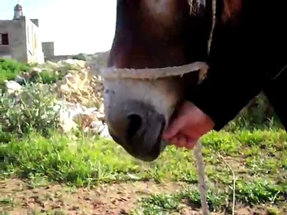 donkey man