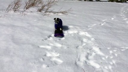 Chuey the snowboarding dog