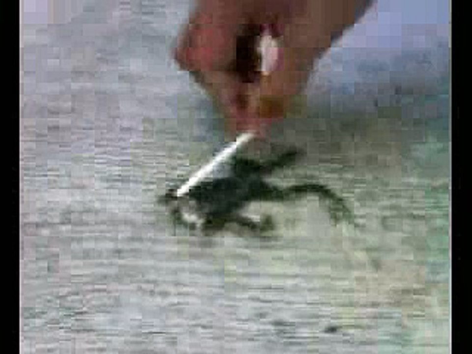 Zombie Frog