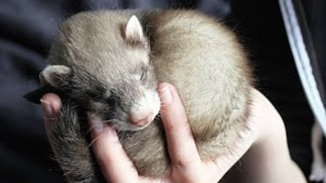 21 Pets That Fit In The Palm Of Your Hand