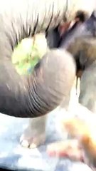 When Elephants Hit You Up For Snacks At Stop Signs