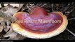 Benefits of Reishi- Ganoderma Lucidum