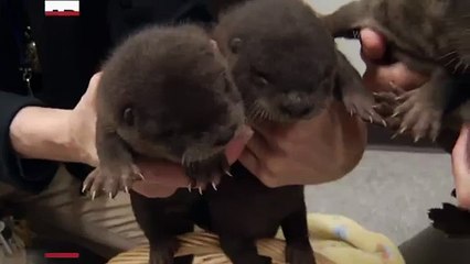 Wisconsin Zoo Shows Off Four Otter Pops