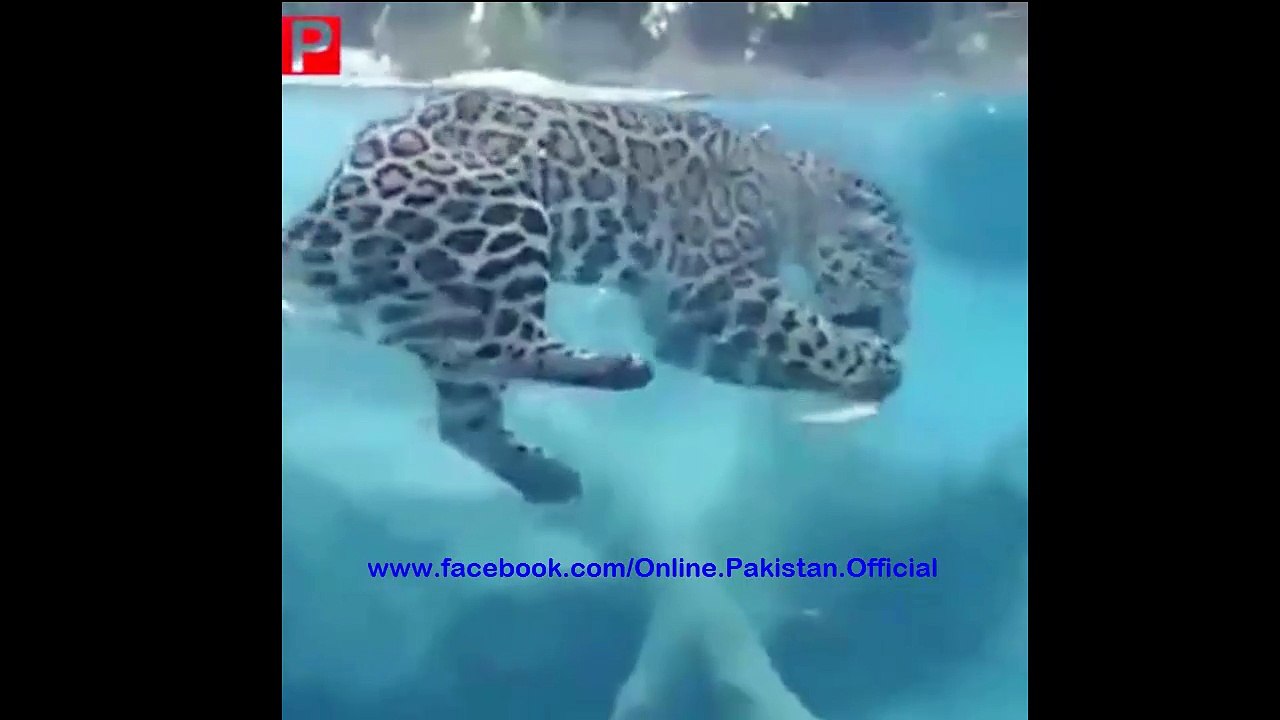 Beautiful Lion Sculpture Drinking Water Tap In A Temple | Lion Laughing Without Any Control