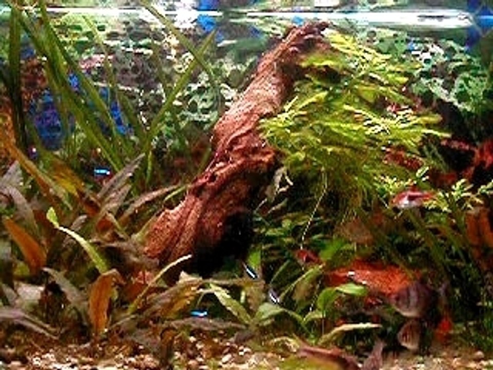 Acquario