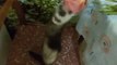 Crafty Ferret Tries to Steal Flowers