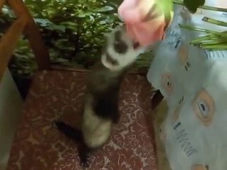 Crafty Ferret Tries to Steal Flowers