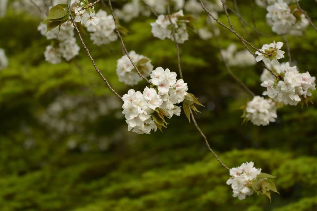 Full Bloom - 20160410