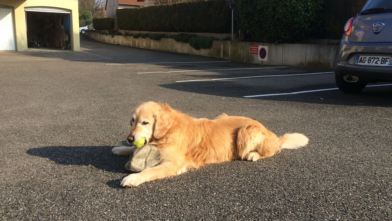 Benji vole la balle "puic puic" à d'Jack