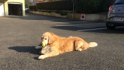 Benji vole la balle "puic puic" à d'Jack