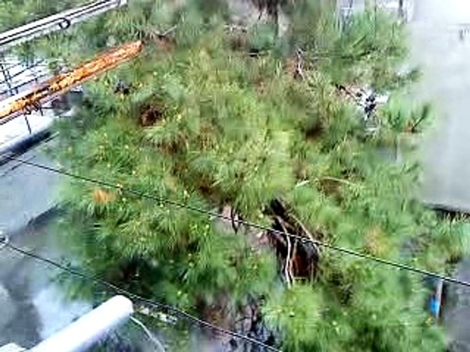 Rain song