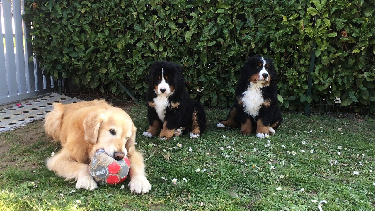 d'Jack entouré de Missy et Max