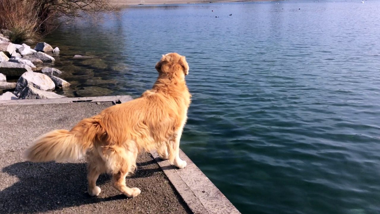 Oh !! tous ces canards