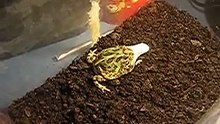 rana pacman comiendo raton