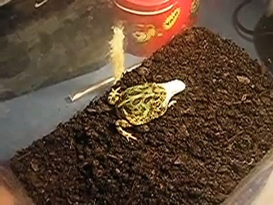 rana pacman comiendo raton