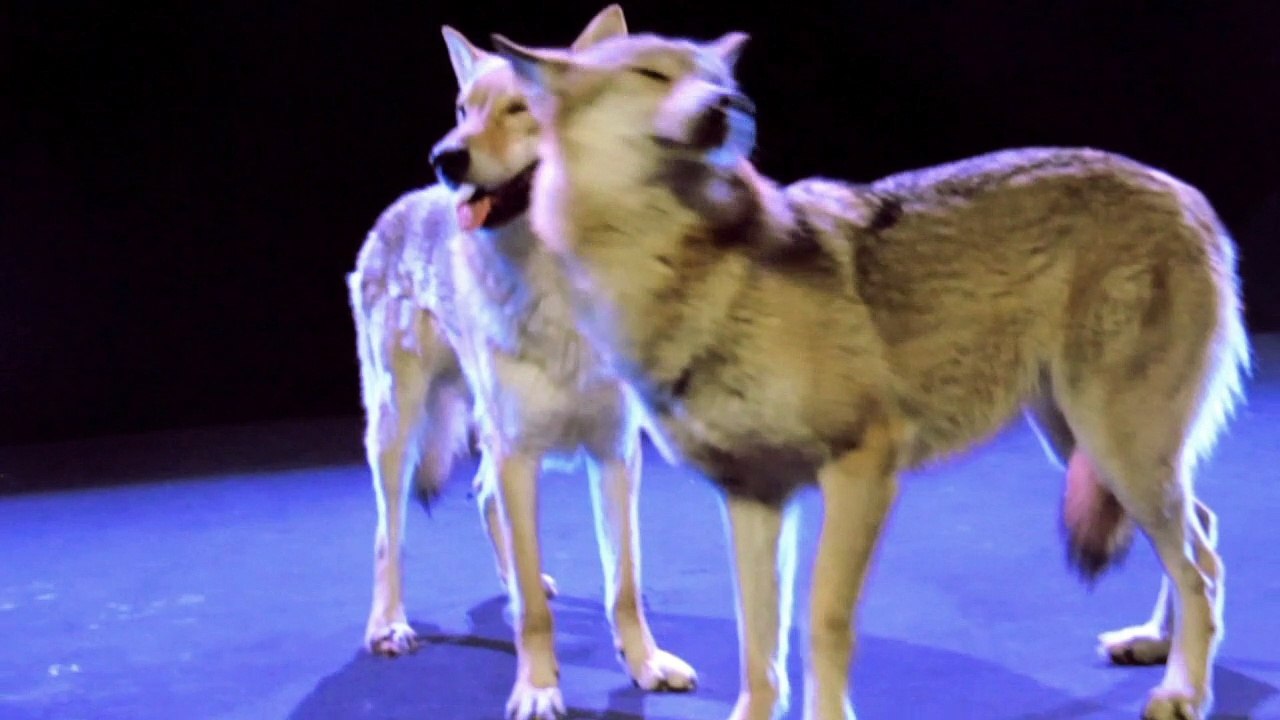 Nackt zum ESC: Ivan tanzt mit den Wölfen