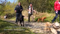 Erholsamer Urlaub mit Hund in einem Ferienhaus mit Hund in Dänemark