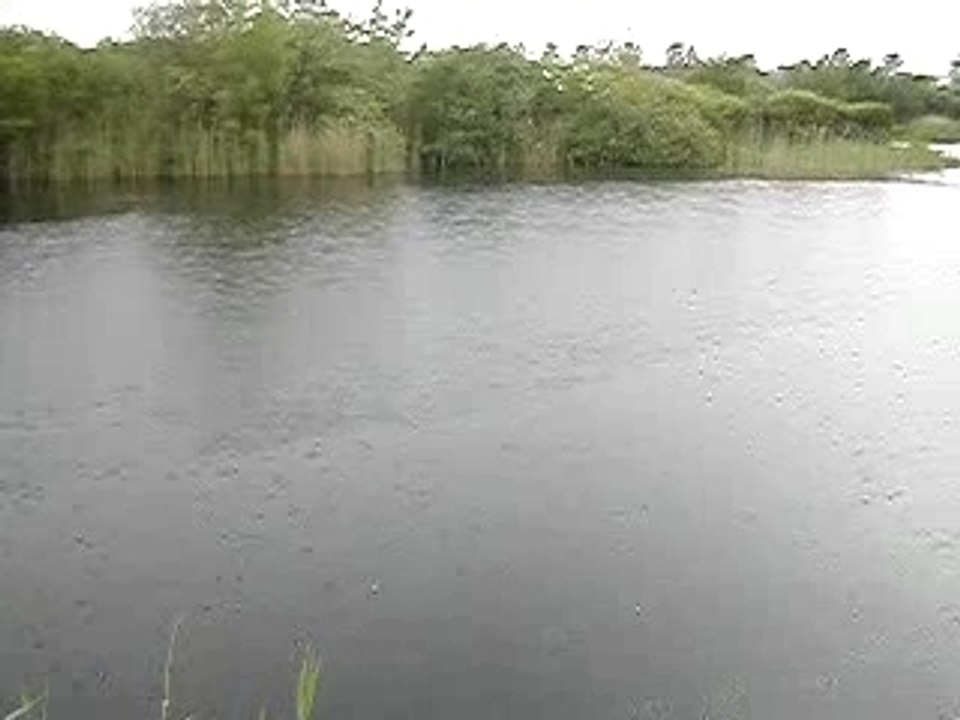 les canards sous la pluie