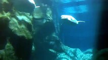 Beluga whales at the Georgia Aquarium