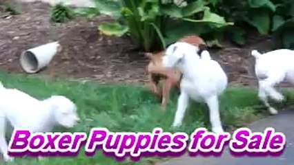 Boxer Puppies for Sale