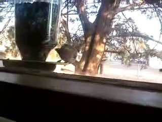 Some House Finches Visiting My Window Feeder