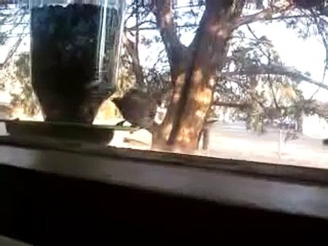 Some House Finches Visiting My Window Feeder