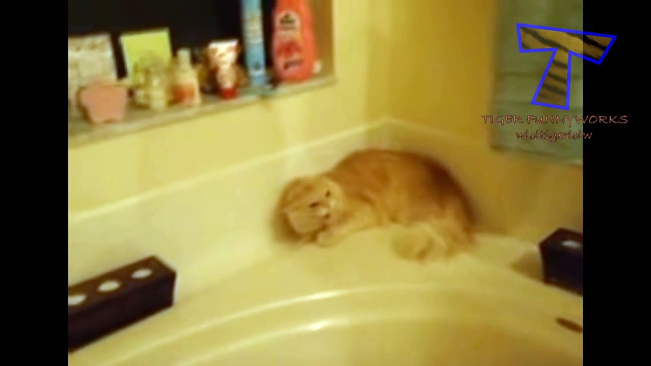 Cats just don t want to bathe Funny cat bathing compilation video