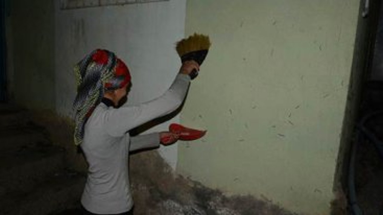 Köyü "Kırkayak"lar İstila Etti