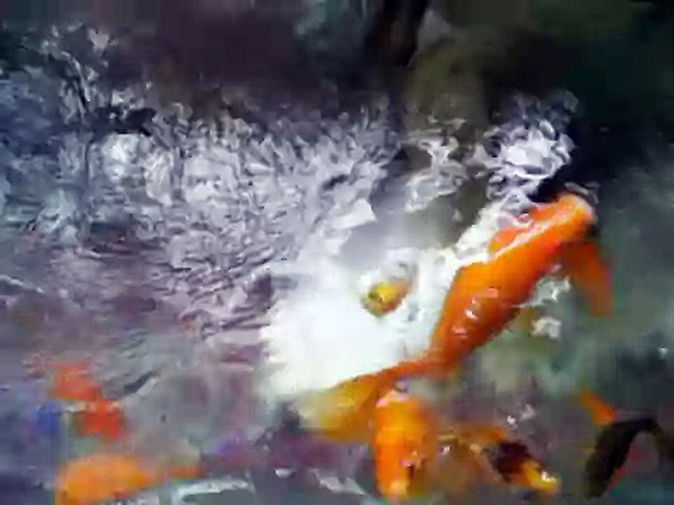Pond Pump