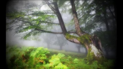 Dusan Jankovic - Siroko je polje zeleno