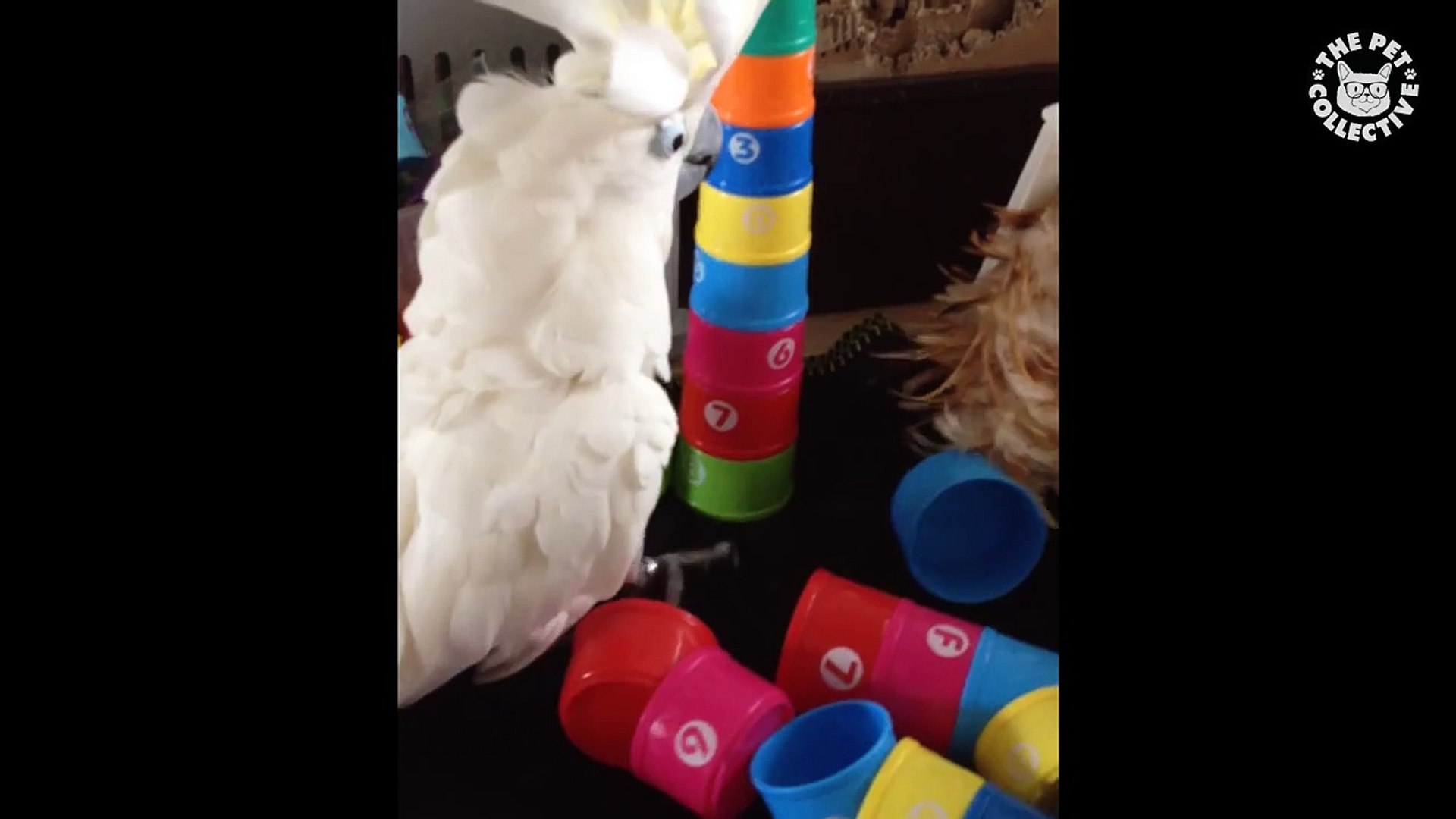 ⁣Pets Paying Attention || Funny Pet Compilation