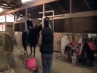 Romeo walks quietly in barn 16h walking horse for sale