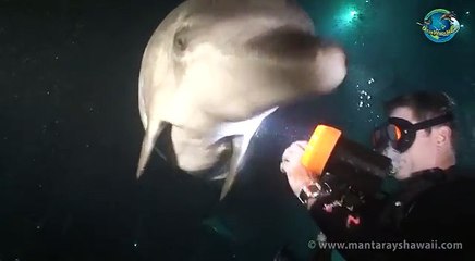 An injured dolphin approaches a diver and asks for help. Then this happened.