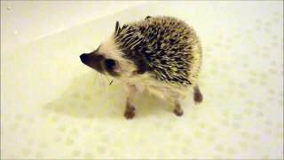 Hedgehog Bathing. Ворсанофий принимает ванну
