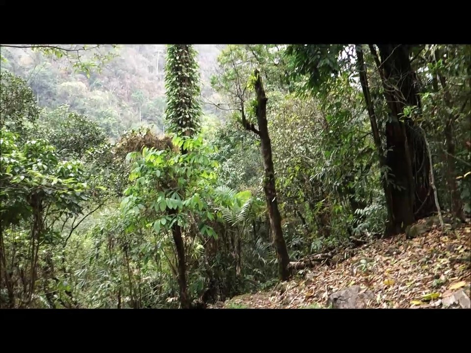 Rain Forest Meghalaya