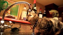 Funny Cats Drinking From Water Taps 2016 - Funny Animals Channel