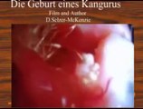 Die Geburt eines Kangurus Tiere Animals Natur SelMcKenzie Selzer-McKenzie