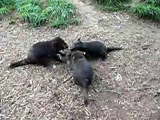 Tasmanian Devil Table Manners