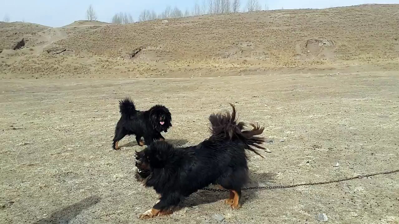 Qinghai lion Long Hair Tibetan Mastiff