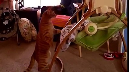 Кот-баюн. Смешные приколы кошки