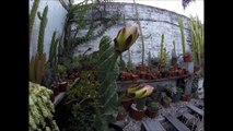 2 Flores de cactus abriéndose (Cereus forbesii spiralis) en 30 seg. TIME LAPSE GOPRO