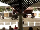 Тайланд, Пхукет, Зоопарк, Шоу-слонов