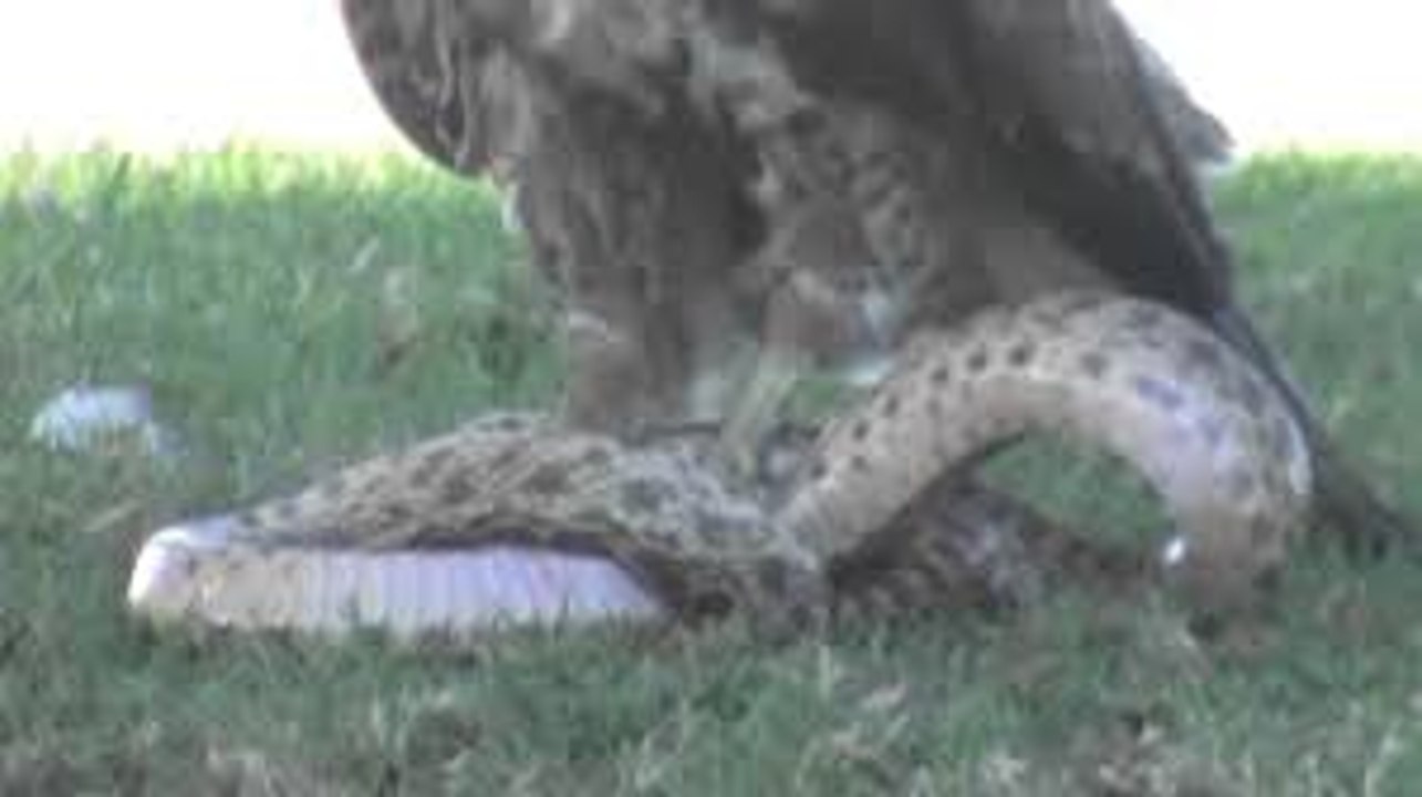 EAGLE VS DEADLY SNAKE Fight 2 !! Must WATCH