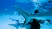 Shark Feeding, Nassau, Bahamas